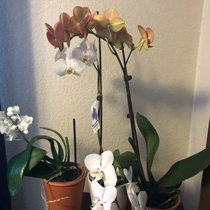 Meet your Posher, Marie